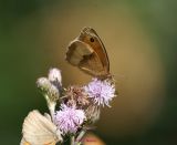 Grosses Ochsenauge (3)